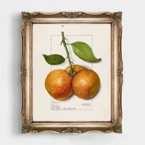 Orange Vintage Wall Art