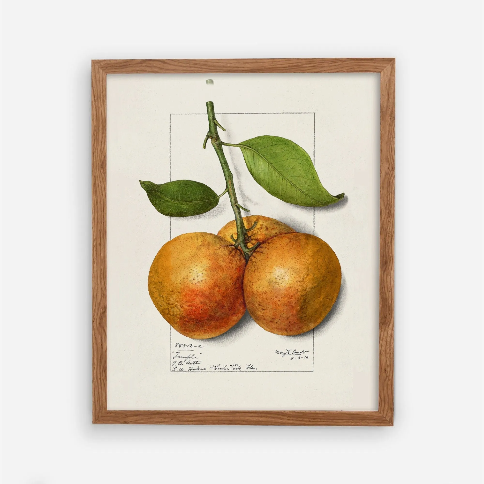 Orange Vintage Wall Art